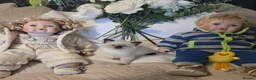 Ragdoll cats for sale: Gorgeous Pedigree chunky ragdolls - Advert 15