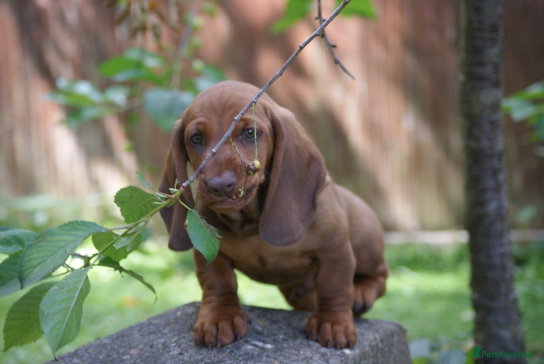Dachshund dogs for sale: Dachshund Standard Smooth Haired in Boston - Image 15