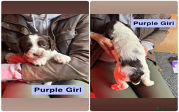 Mixed Breed dogs for sale: Working Sprocker Spaniel - Image 4