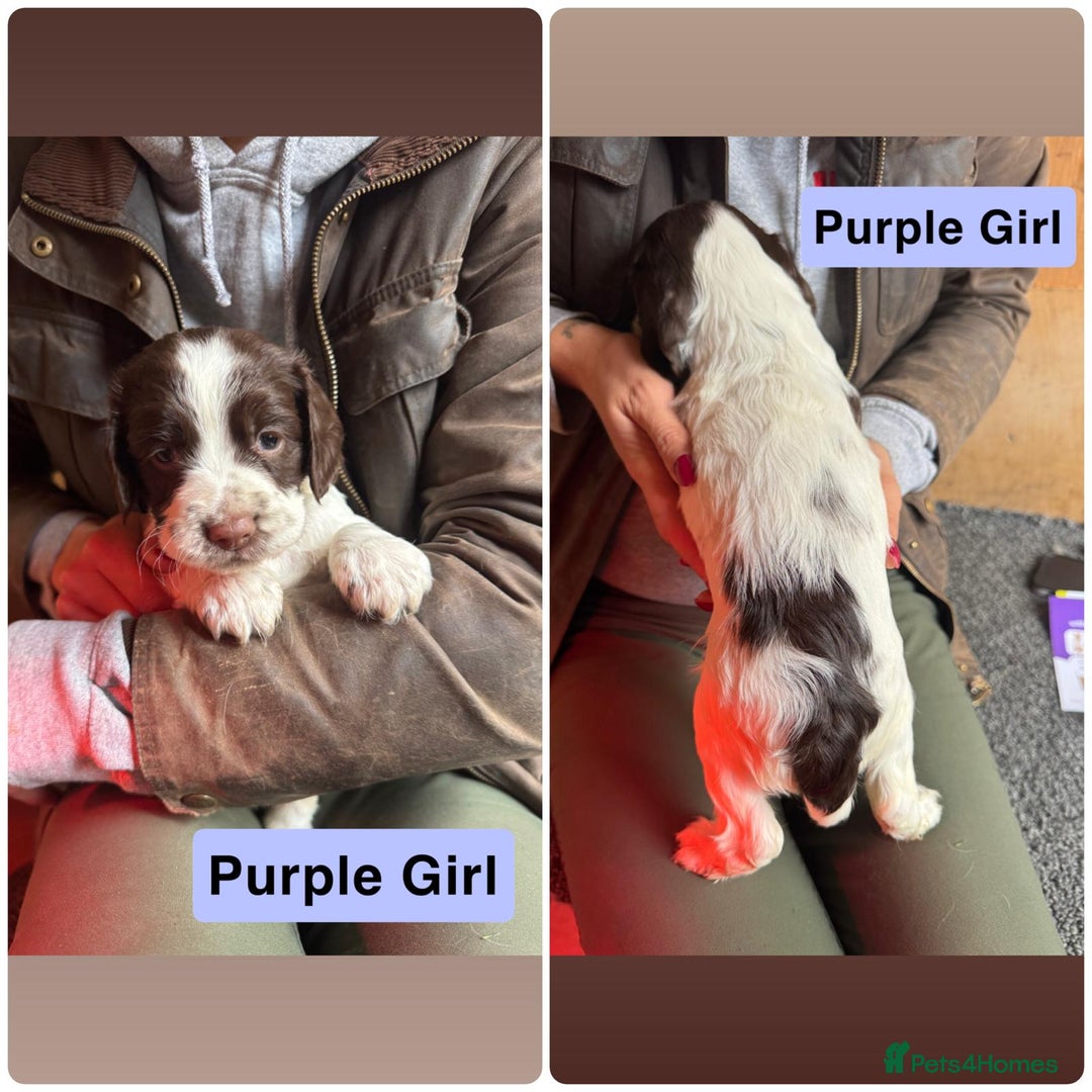 Mixed Breed dogs for sale: Working Sprocker Spaniel - Image 4