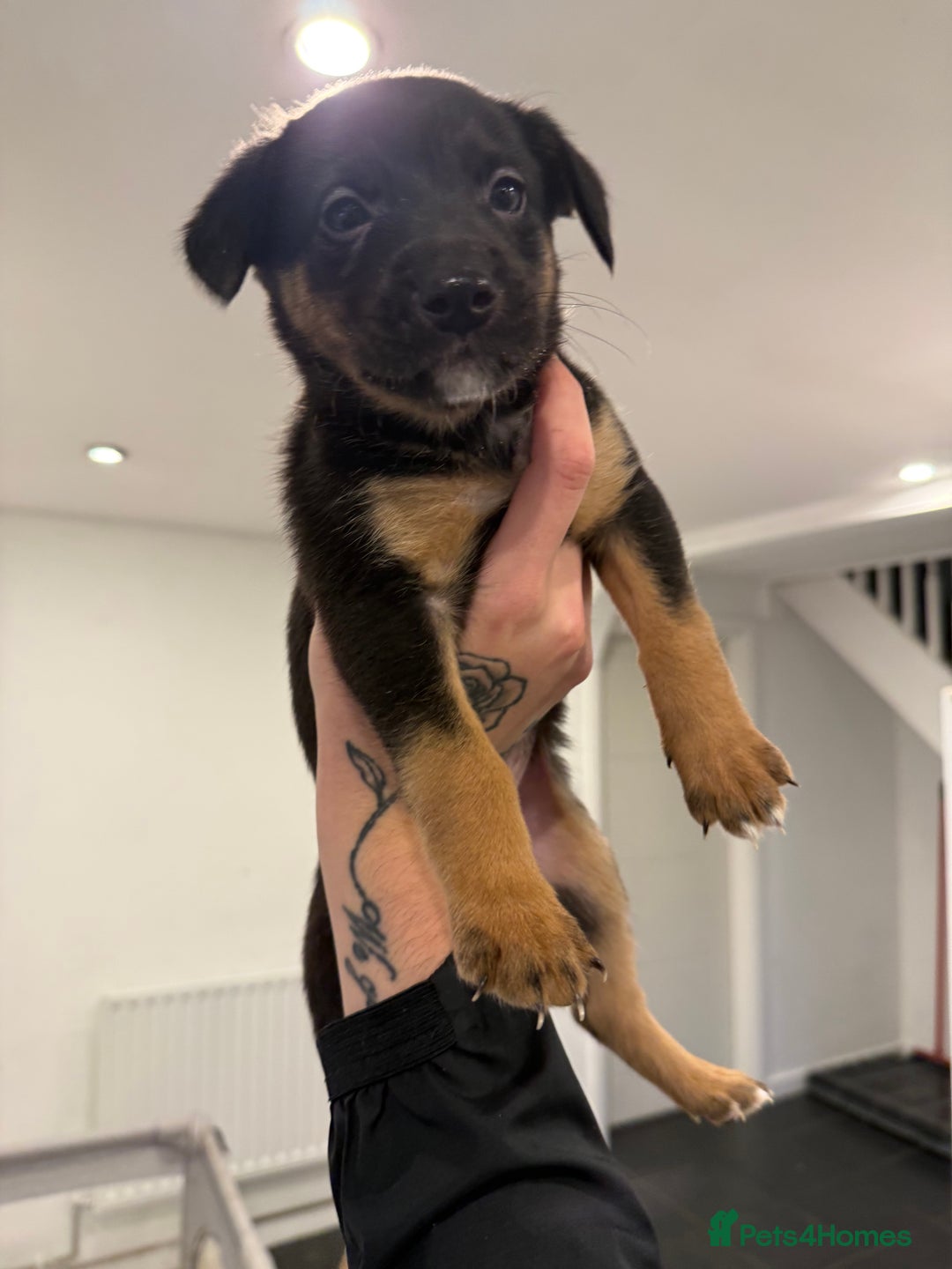 Borador dogs for sale: Border collie x lab puppies for sale  - Image 22