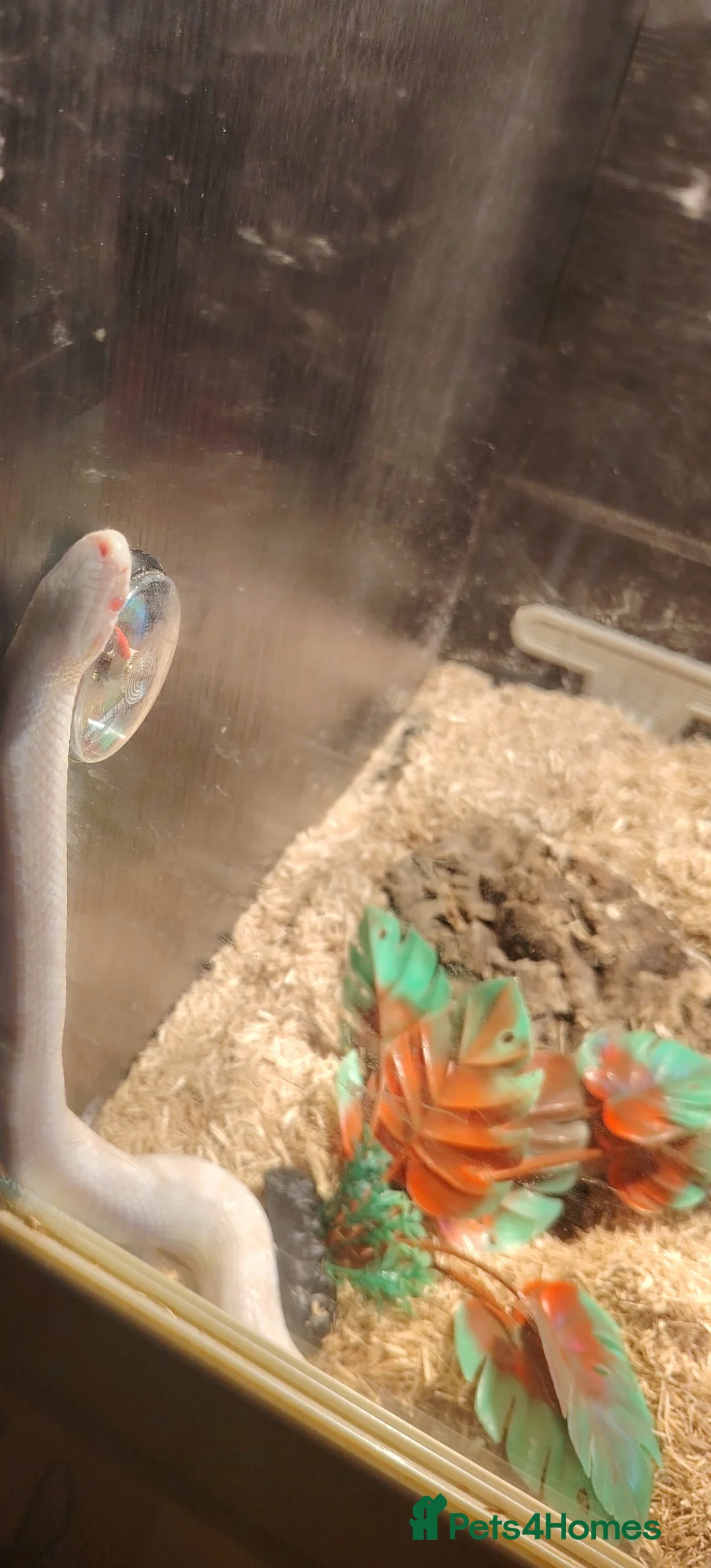 Corn Snake reptiles for sale: Around 6year old corn snake  - Advert 3