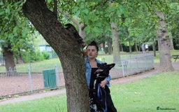 Border Collie dogs for sale: Border collie  - Image 6