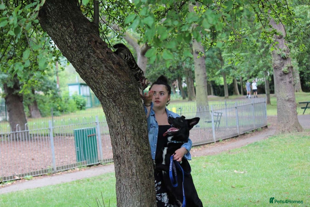 Border Collie dogs for sale: Border collie  - Image 6