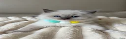 Ragdoll cats for sale: 4 ragdoll boys - Advert 23
