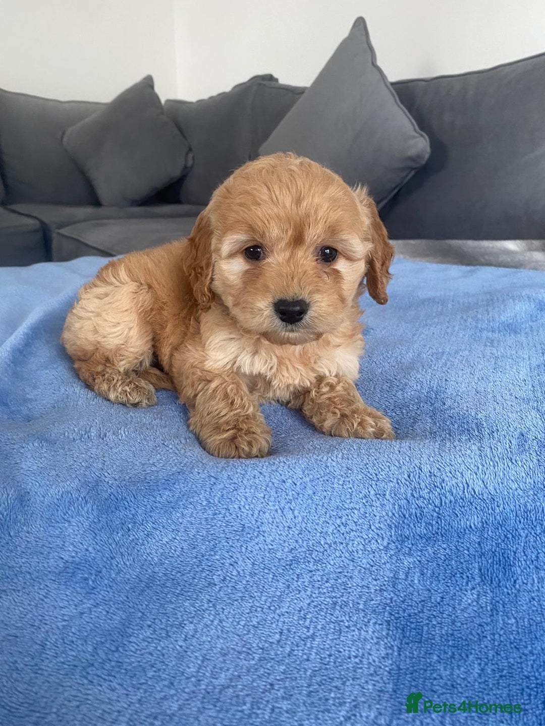 Cockapoo dogs for sale: F1 Cockapoos  - Image 6