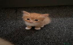 British Shorthair cats for sale: 5 Beautiful Kittens - Image 6