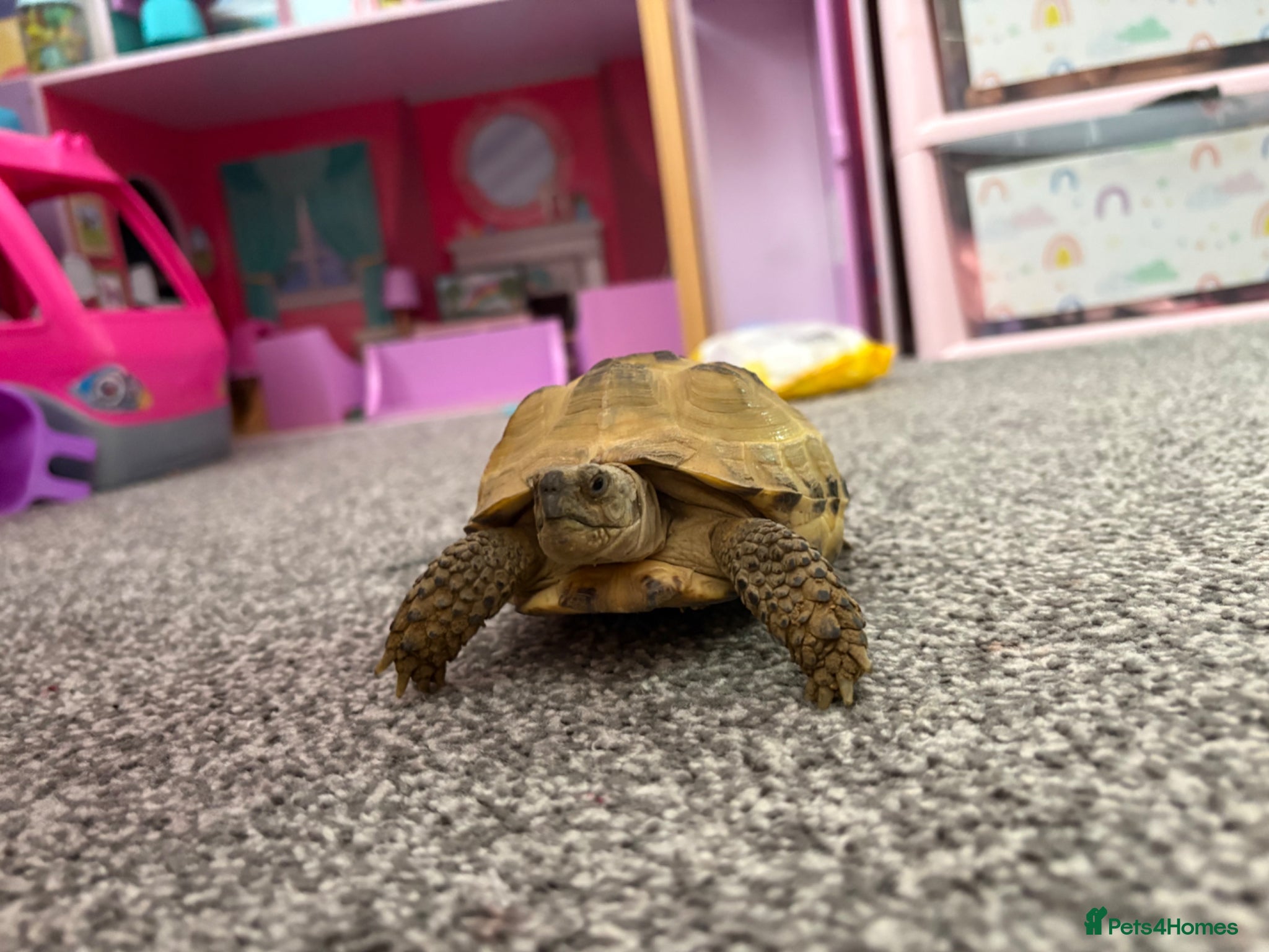 Tortoise reptiles for sale: Horse field tortoise  - Advert 8