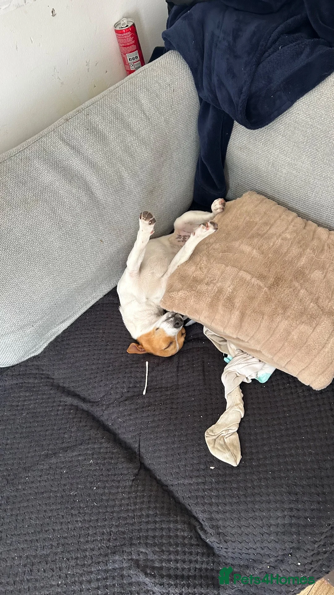 Jack Russell dogs for sale: Jack russel terrier in Hayes - Advert 2
