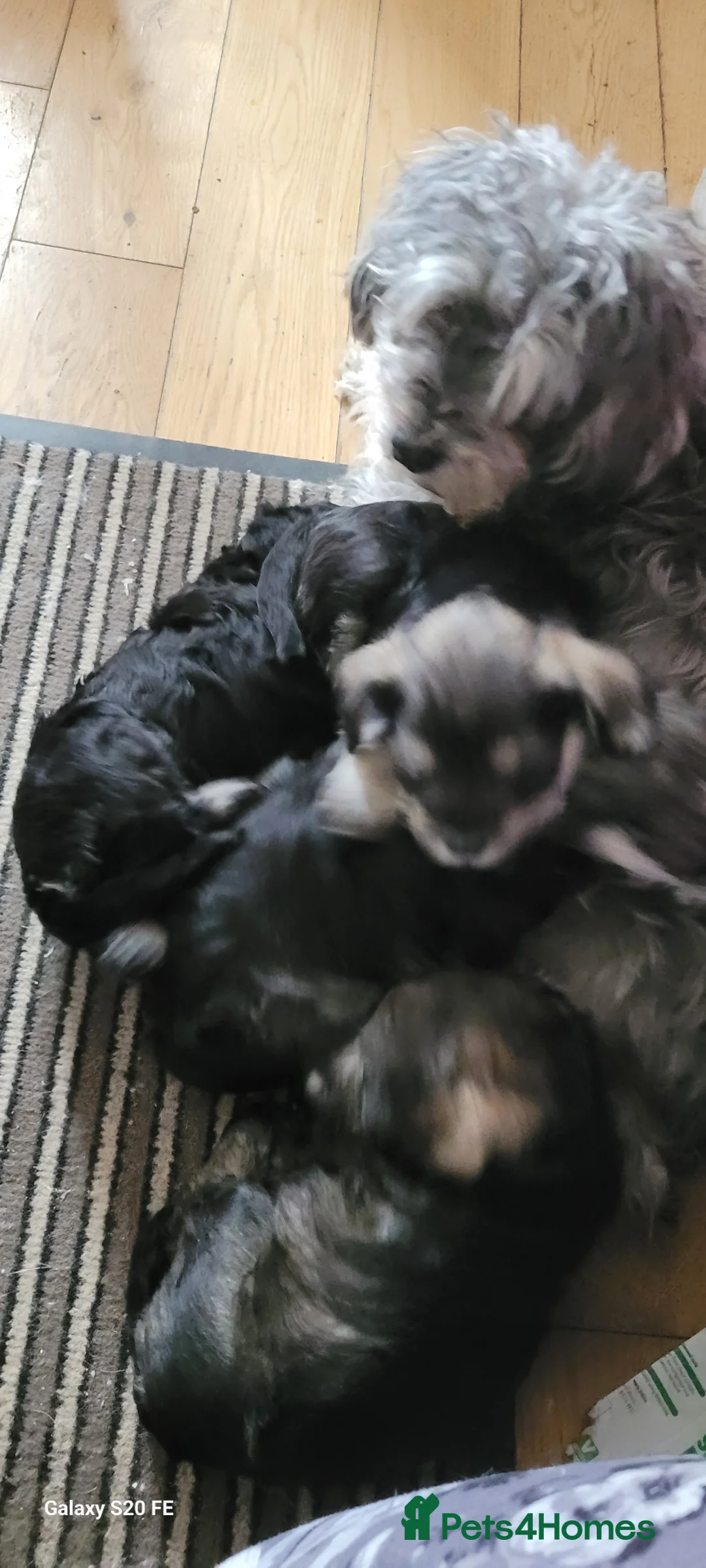 Schnoodle dogs for sale: 4 Beautiful loving, schnoodles - Advert 2