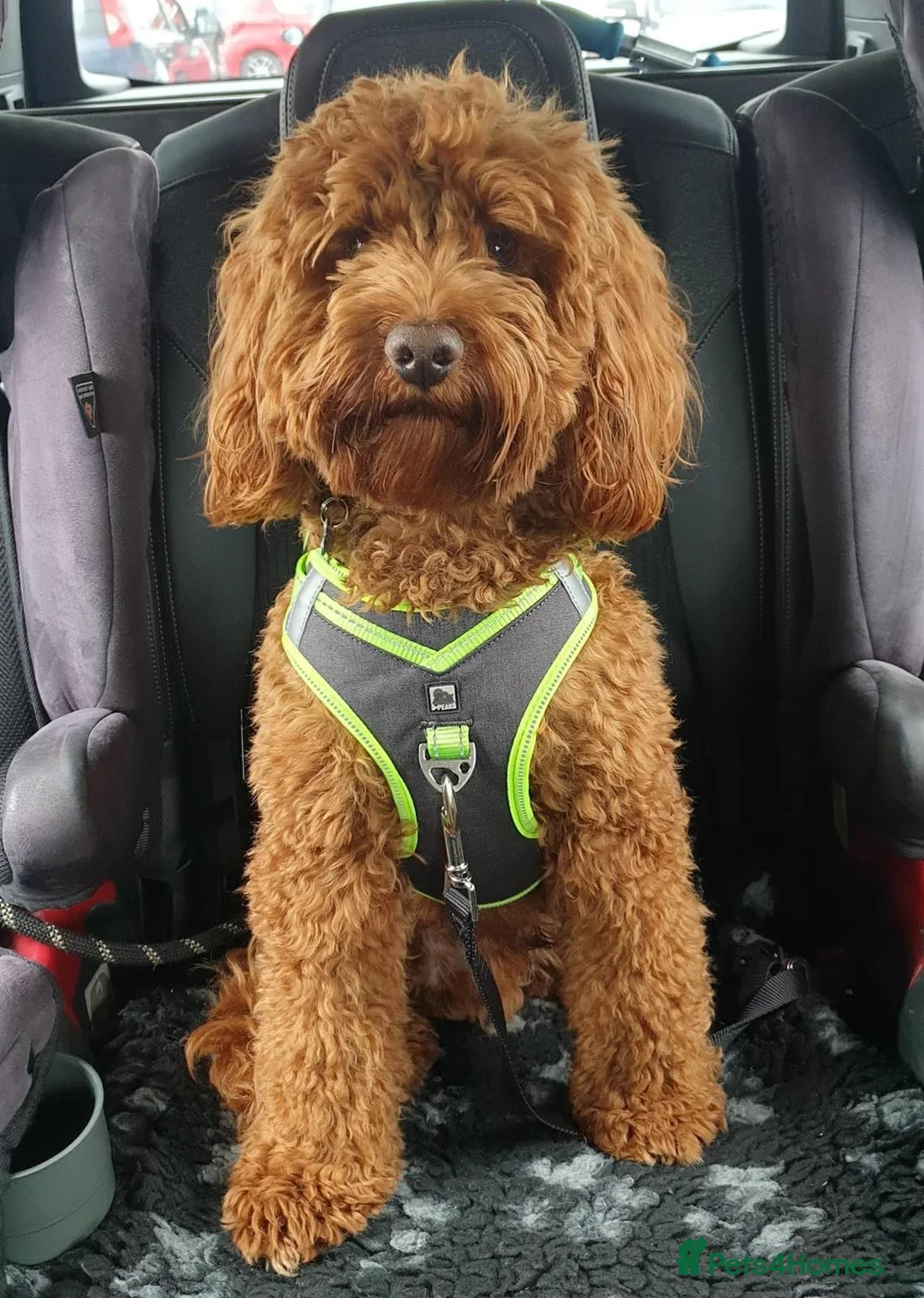 Cockapoo dogs for stud: Stunning Cockapoo For Stud in King's Lynn - Advert 5