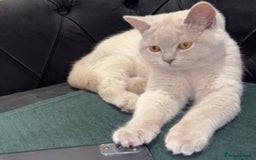 British Shorthair cats for sale: British short hair  - Image 2