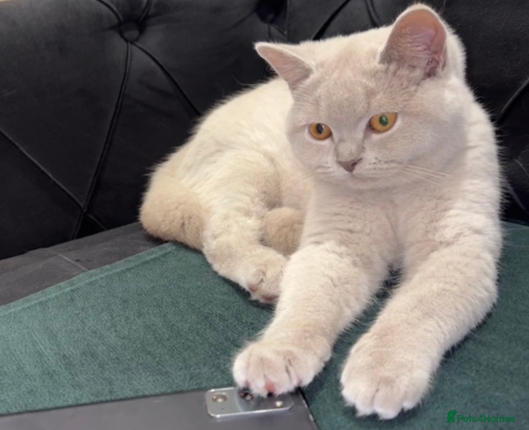 British Shorthair cats for sale: British short hair  - Image 2