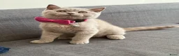 British Shorthair cats for sale: Gccf reg. British Shorthair Lilacs,Black - Advert 18