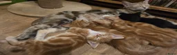Mixed Breed cats for sale: Cute kittens looking for a new home  - Advert 13