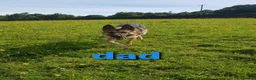 German Shepherd dogs for sale: beautiful German shepherd puppies in Halifax - Advert 3
