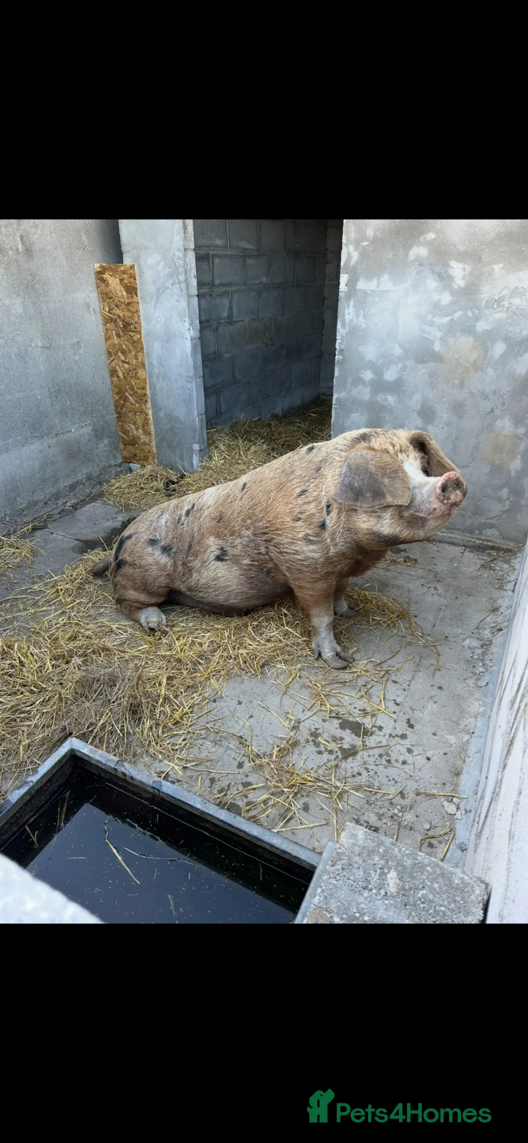 Pig livestock for sale: Oxford Sandy and Black Boar - Advert 3