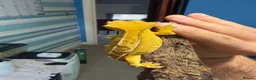 Gecko reptiles for sale: CRESTED GECKOS £80 each  - Advert 3