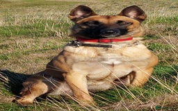 Belgian Shepherd Dog dogs for sale: PuppiesDWKC registered Working Line,Tested Parents - Image 17