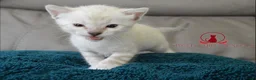 Bengal cats for sale: ✨️ glitter snow champion bengal kittens ✨️ - Advert 6