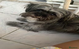 Mixed Breed dogs for sale: Lili - A Tiny Rescue Terrier Mix Angel 💕  - Image 8