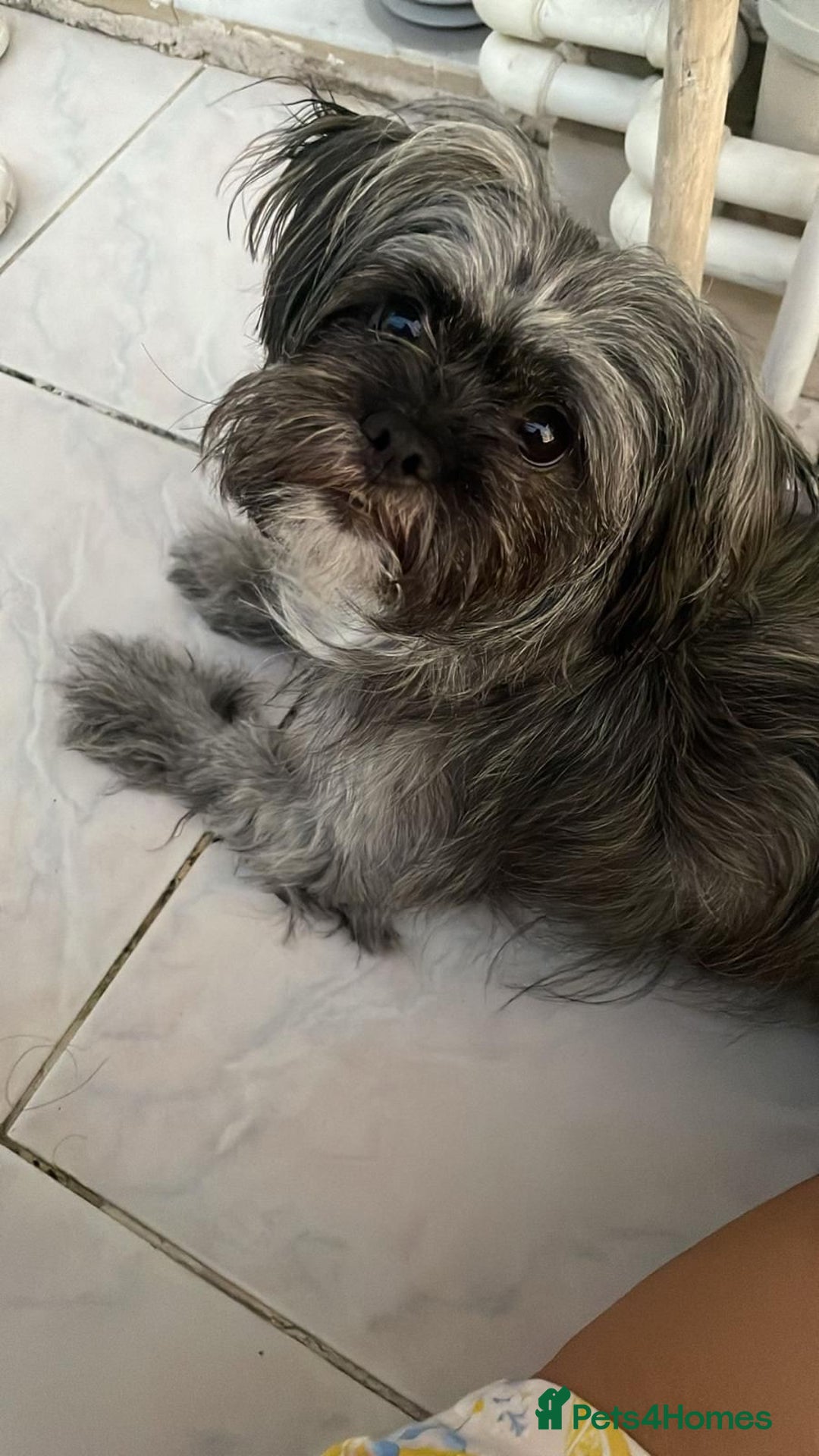 Mixed Breed dogs for sale: Lili - A Tiny Rescue Terrier Mix Angel 💕  - Image 8
