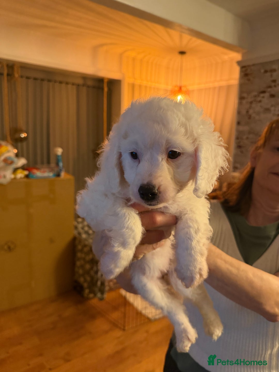 Mixed Breed dogs for sale: Mr Joseph Steel  - Advert 5