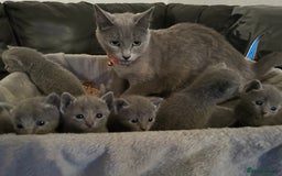 Russian Blue cats for sale: Russian Blue Kittens  - Image 2
