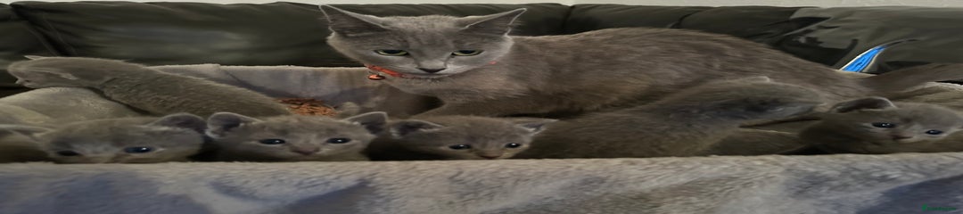 Russian Blue Kitten 6