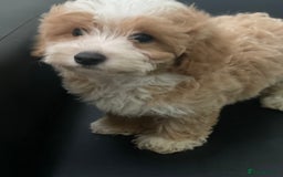Maltipoo dogs for sale: Adorable F1 Maltipoo Puppies - Image 8