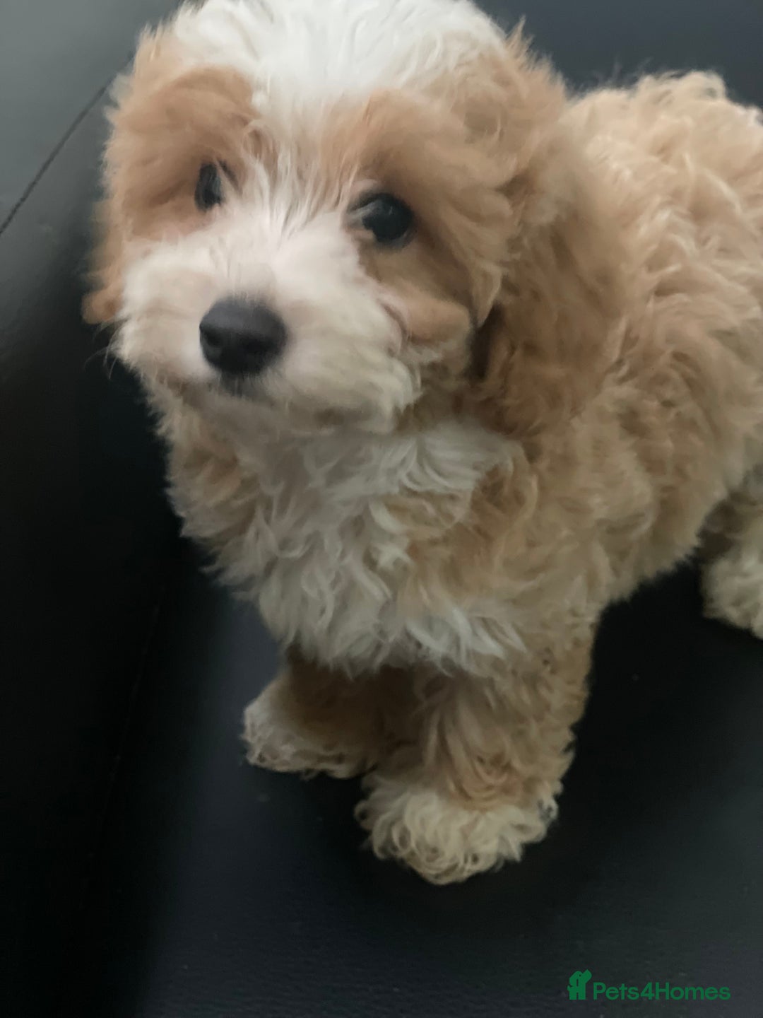 Maltipoo dogs for sale: Adorable F1 Maltipoo Puppies - Image 8