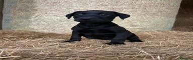 Labrador Retriever 3