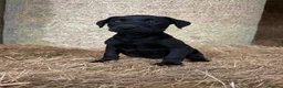 Labrador Retriever dogs for sale: OUTSTANDING LITTER OF BLACK & YELLOW PUPPIES - Advert 7