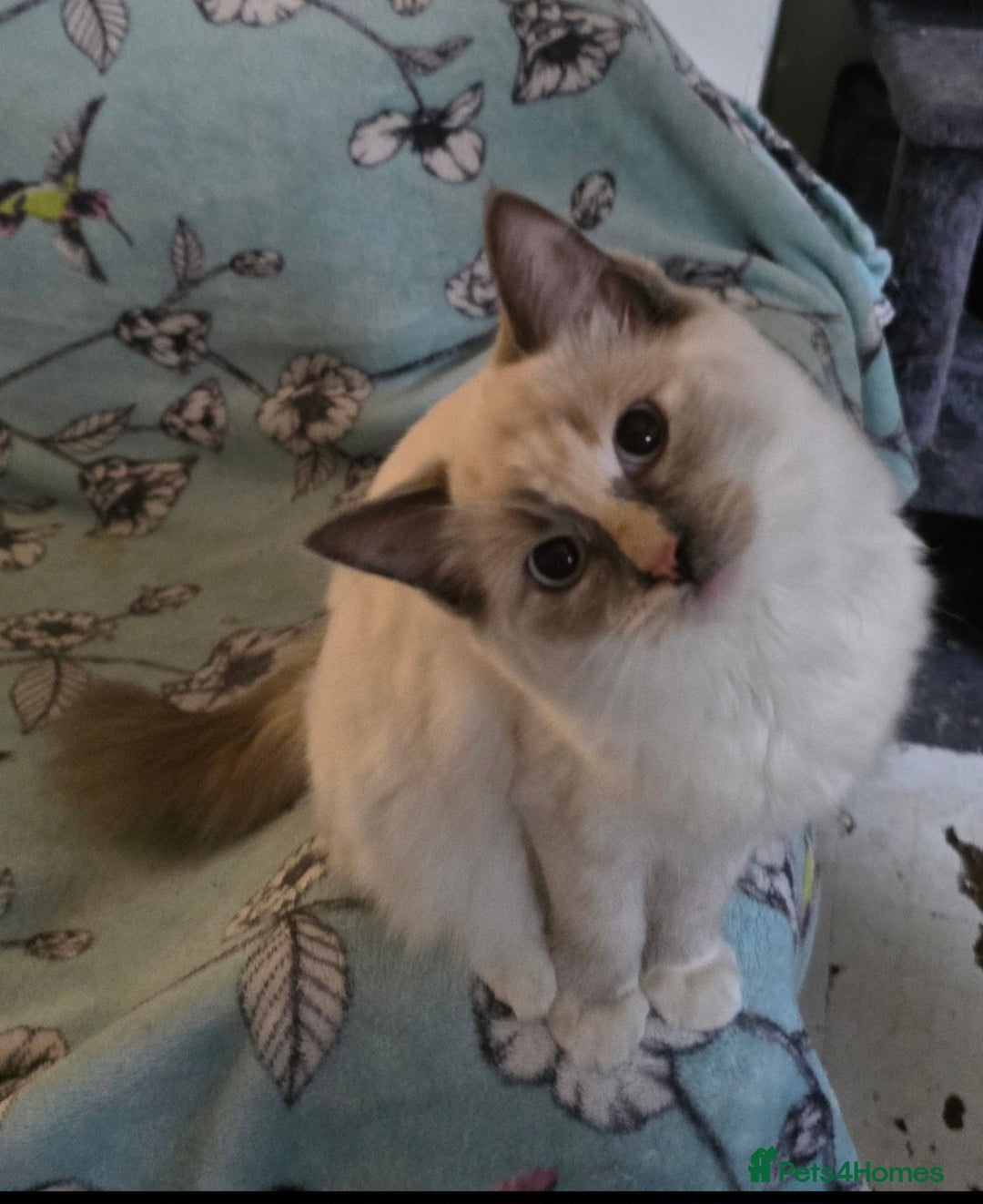 Ragdoll cats for sale: Stunning Tri colour ragdoll kitten  - Image 4