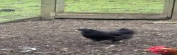 Ducks poultry for sale: 2 ducks and 1 silkie chicken  - Advert 2