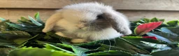 Mini Lop rabbits for sale: Gorgeous pure Mini lops  - Advert 8