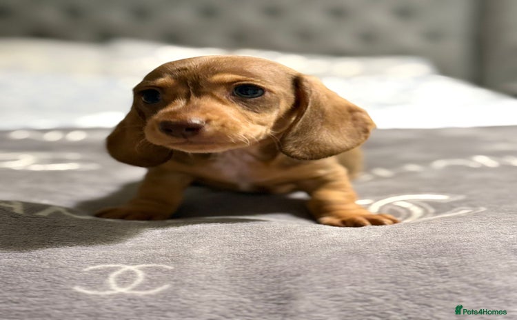 Dachshund dogs - Advert 3