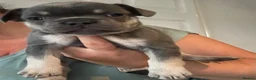 French Bulldog dogs for sale: 8 newborn frenchies  - Advert 15