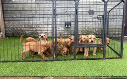 Labrador Retriever dogs for sale: Stunning kc registerd fox Red / Golders labradors  - Image 25