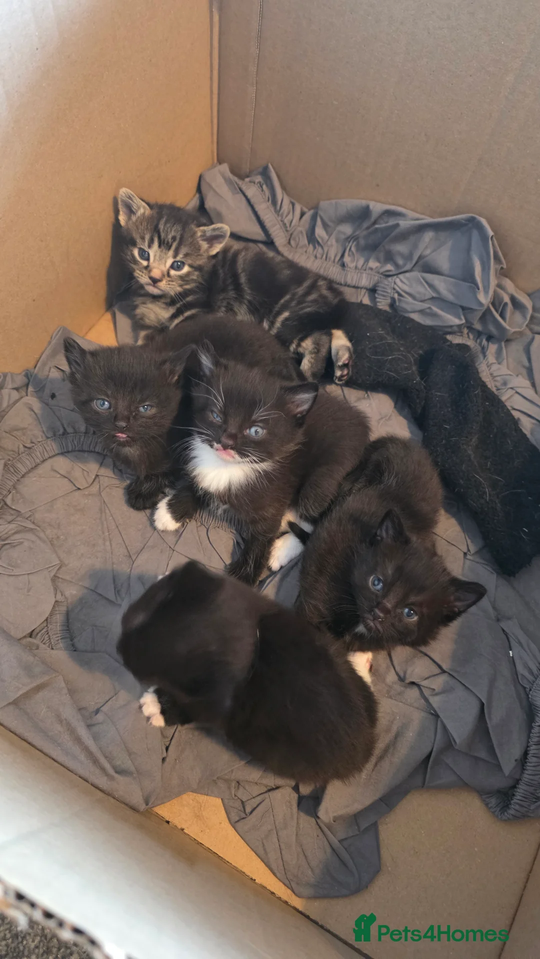 Domestic Shorthair cats for sale: Kittens for sale  - Advert 18