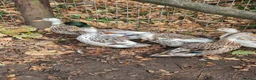 Ducks poultry for sale: Miniature Appleyard Trio - Advert 3
