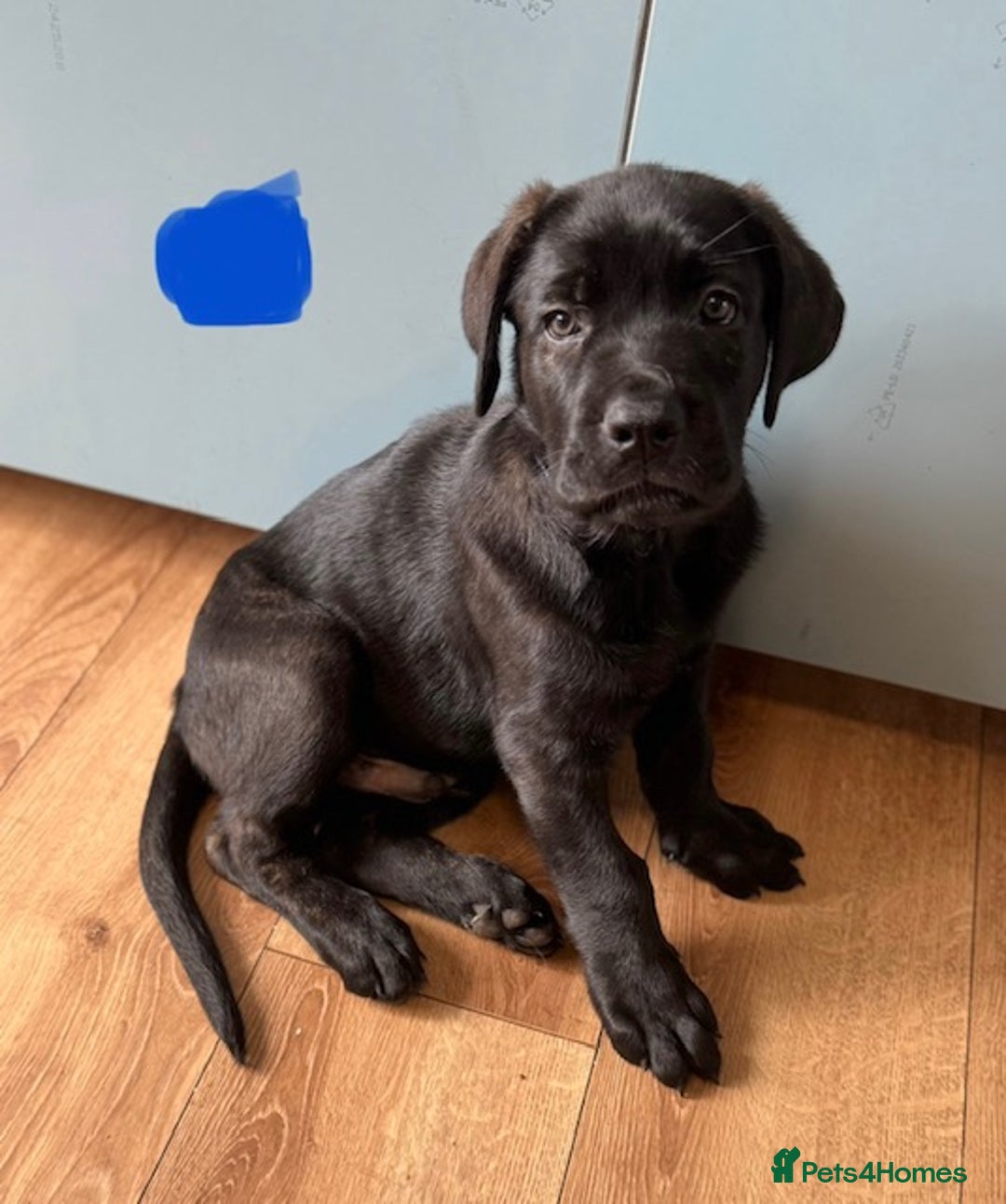 Mixed Breed dogs for sale: Two gorgeous Shepherd cross Mastiff male pups left - Image 5