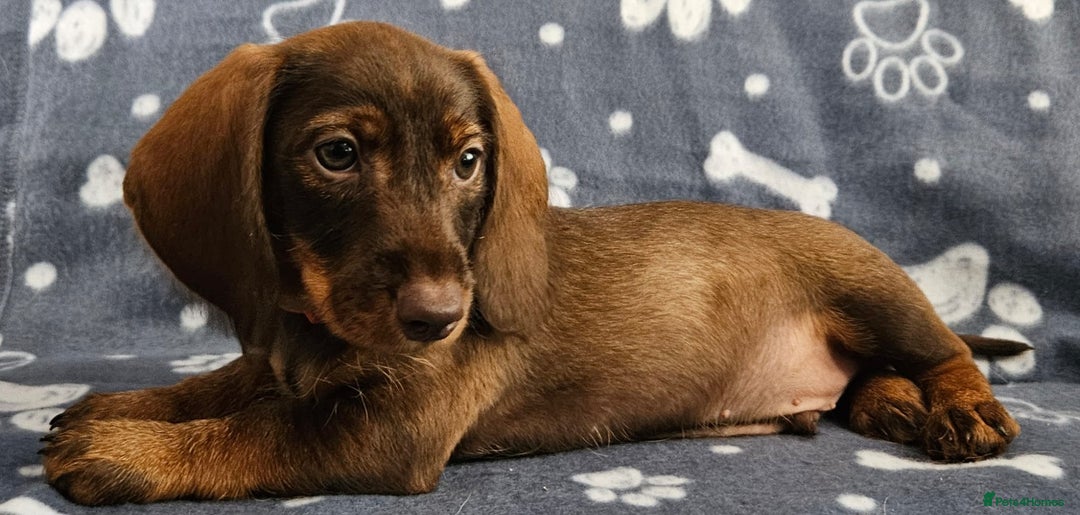 Dachshund dogs for sale: Stunning KC Registered Dachshund Puppies in Cheadle - Image 17