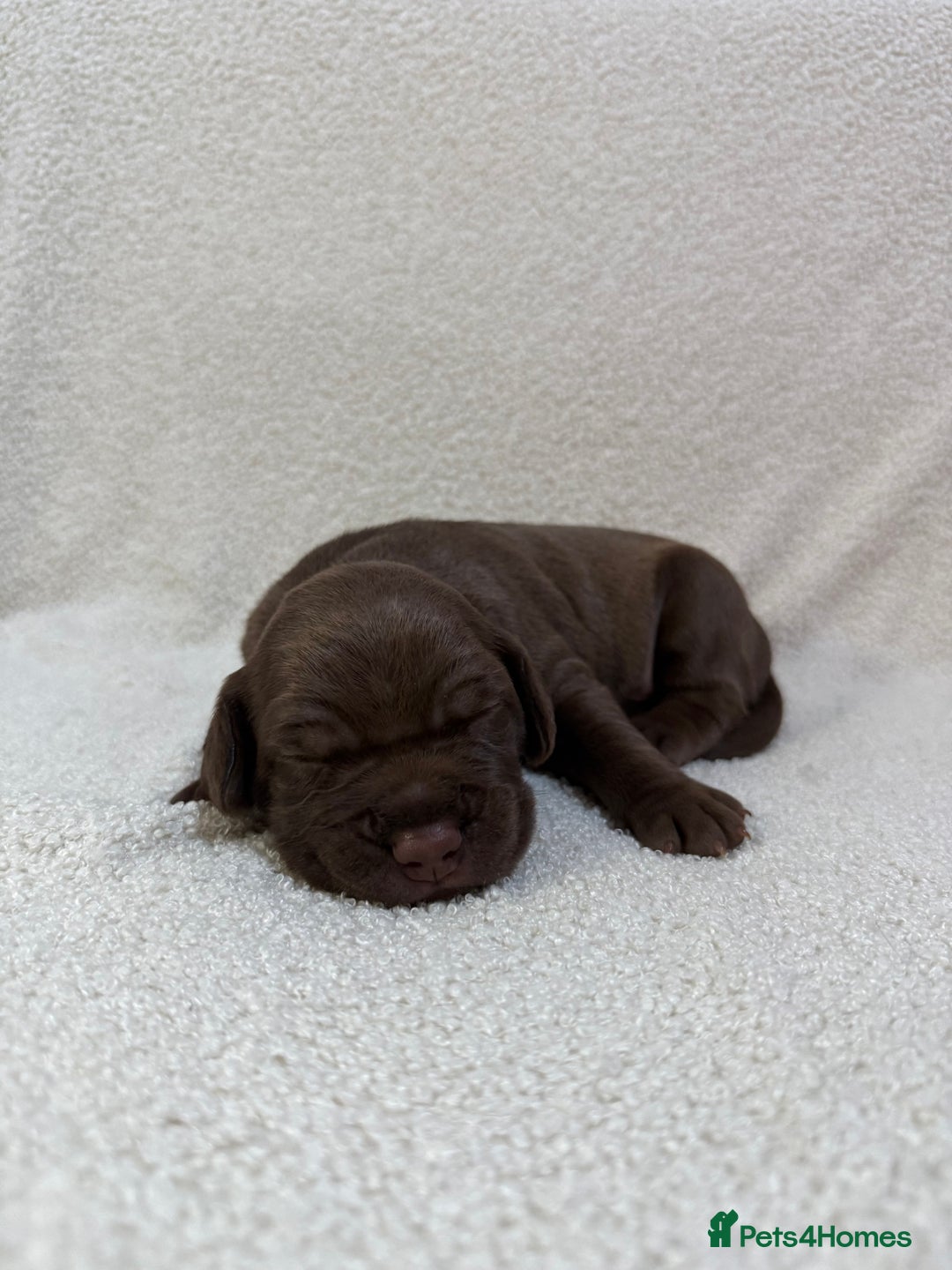 Mixed Breed dogs for sale: Cockerbull’s - Advert 6