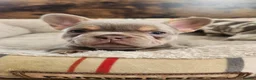 French Bulldog dogs for sale: New Shade Isabella Merle and Tan! - Advert 13