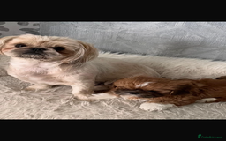 Shih Tzu dogs for sale: Shih tzu pup for sale  - Image 6