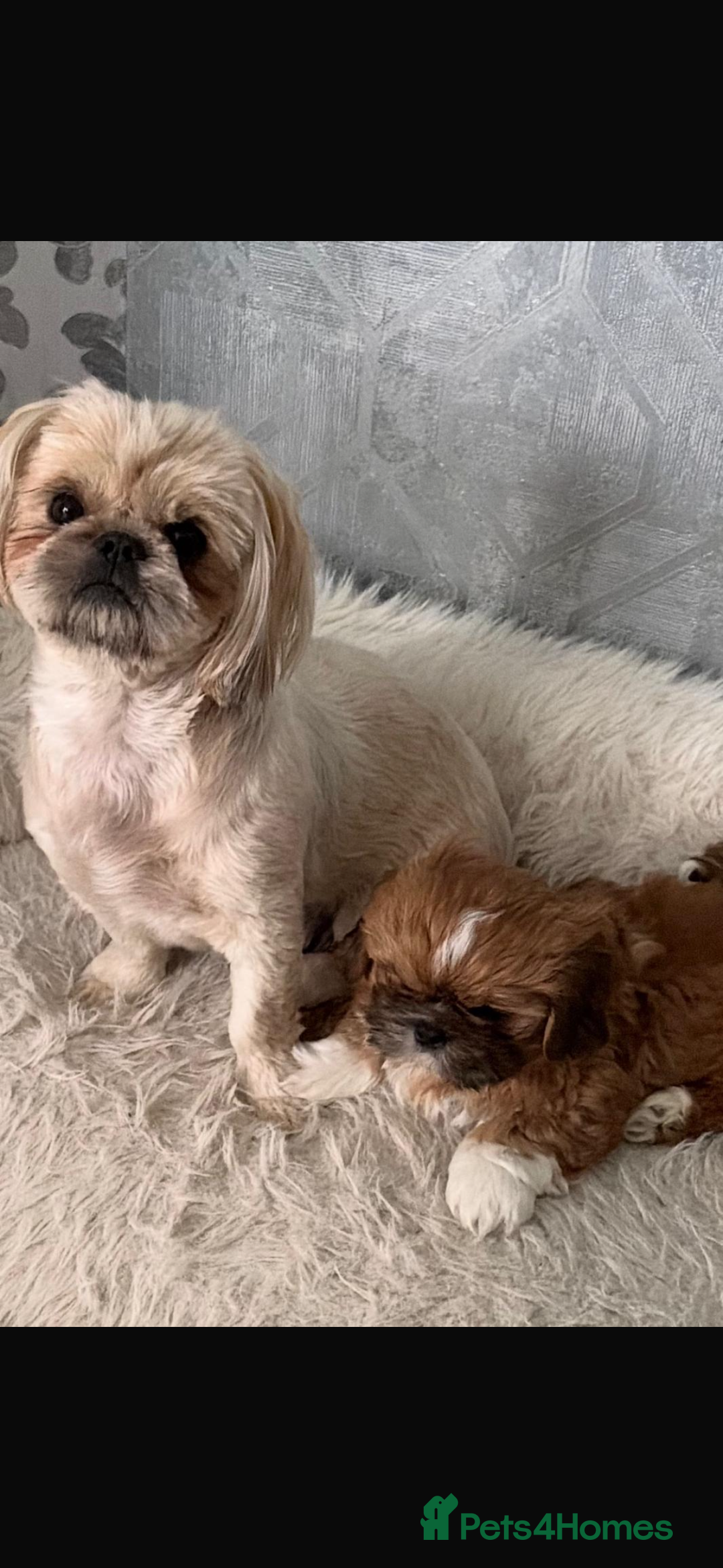 Shih Tzu dogs for sale: Shih tzu pup for sale  - Image 6