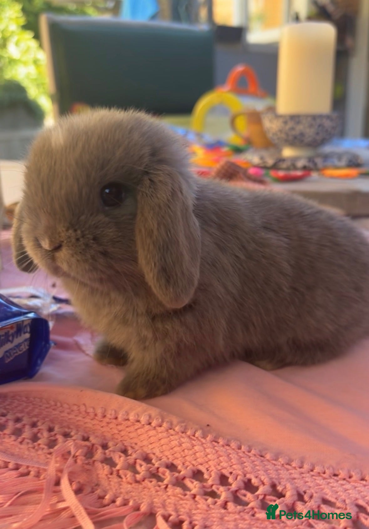 Mini Lop rabbits 3 Beautiful baby boy mini lops needing good homes - Advert 1