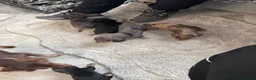 Miniature Dachshund dogs for sale: Long haired miniature dachshund Puppies  in Salford - Advert 11