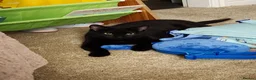 Domestic Shorthair cats for sale: Female Cat- Maeve - Advert 7
